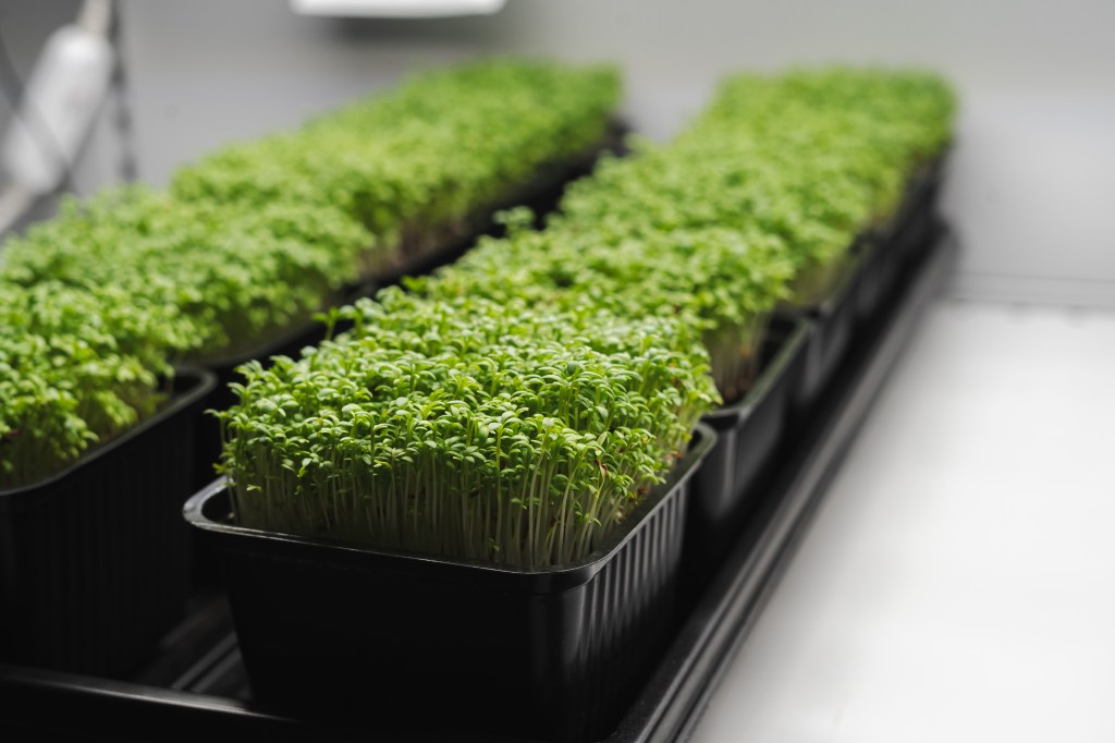 immagine microgreens creati da Greenbite